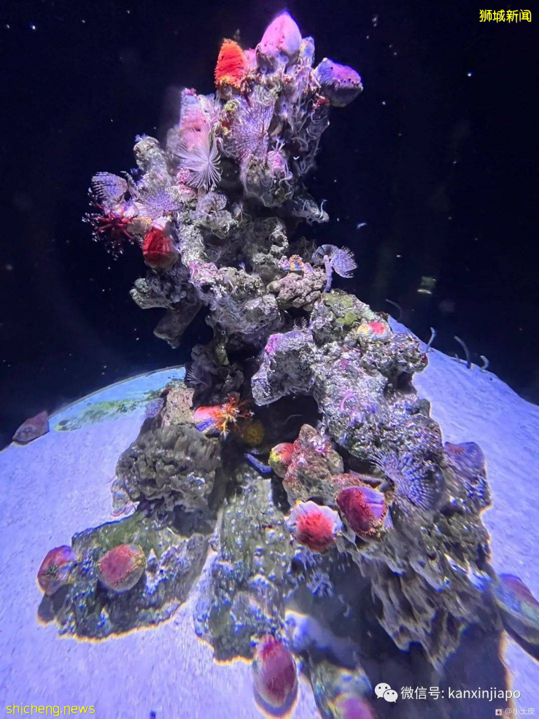 亞洲最大的海洋館,原來在新加坡