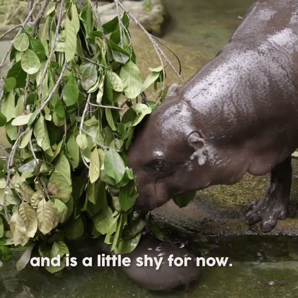 萌翻了~新加坡動物園迎來新生寶寶！長得像佩奇，珍貴賽熊貓