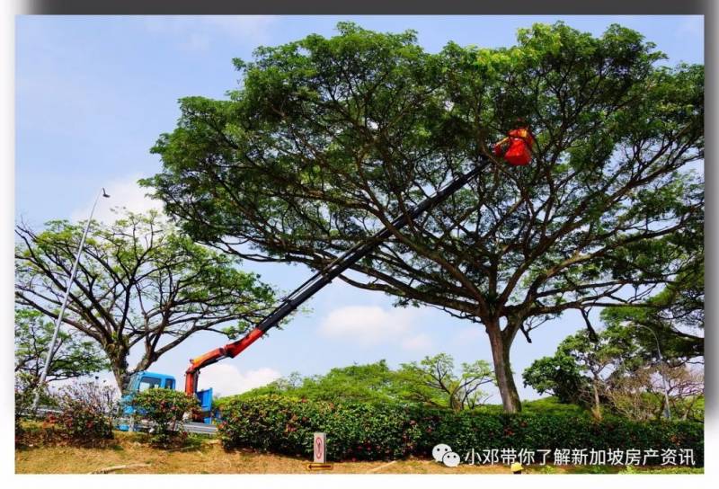 新加坡的国树——雨树