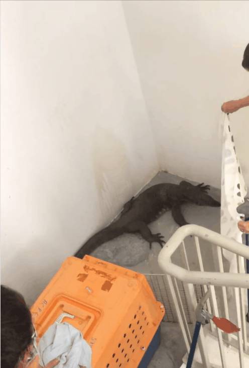 全民围观抓蟒蛇、抓蜥蜴！这样的新加坡有点刺激