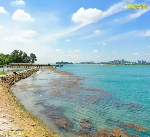 新加坡有人在这里溺水！施救者："扇他2巴掌、像拖着尸体"