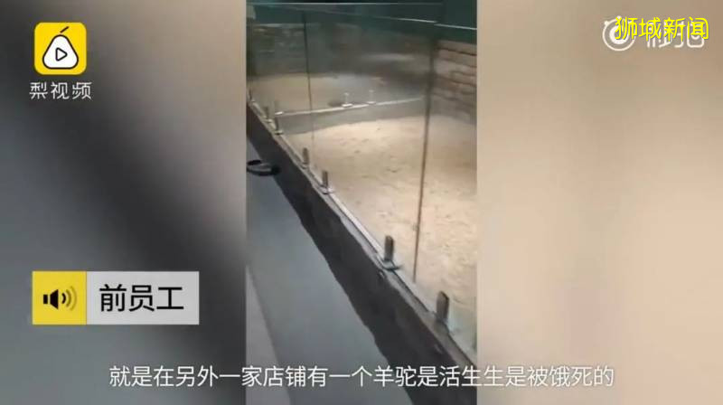 疫情下全世界动物园经营困难,新加坡Zoo开启“微赞助”模式