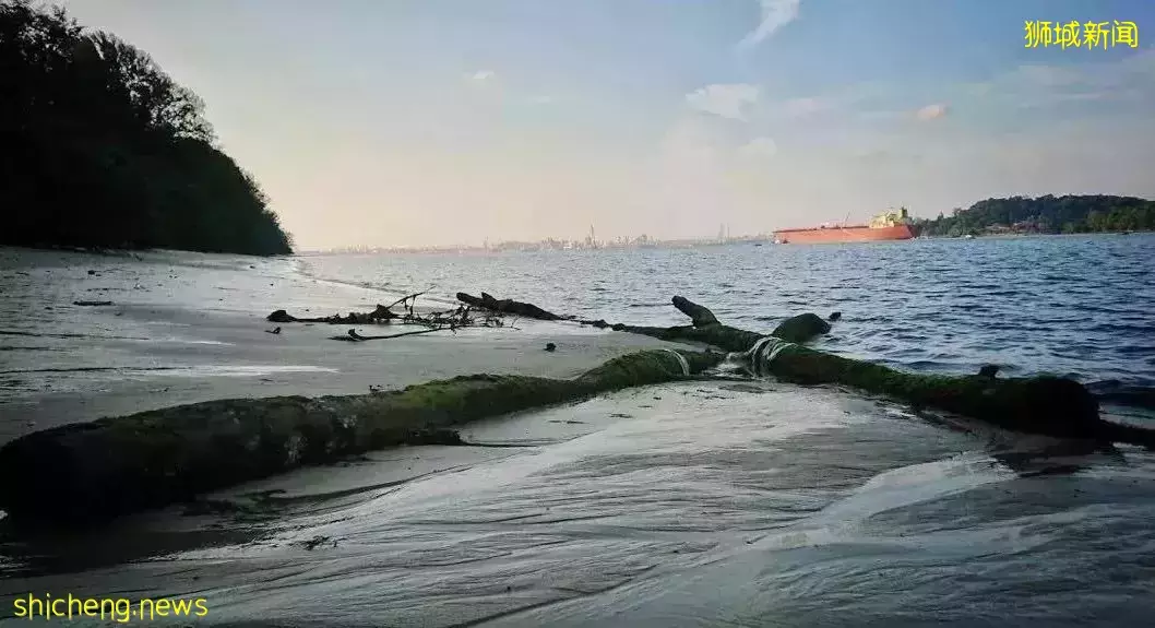 在新加坡的東北部,有個隱秘的小島!不用坐船,每天限時開放