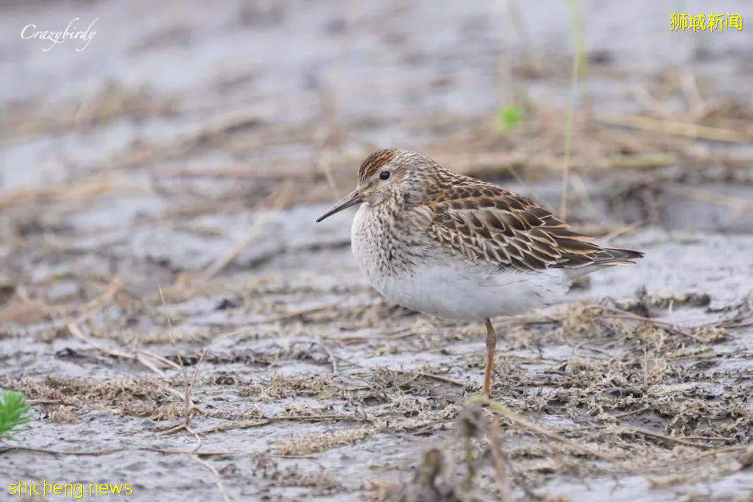 這個號稱新加坡最美濕地的遛娃好去處，竟然還能這麽玩