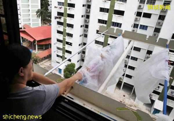 阿叔喂食成鸟患 居民出法宝驱鸟仍无效