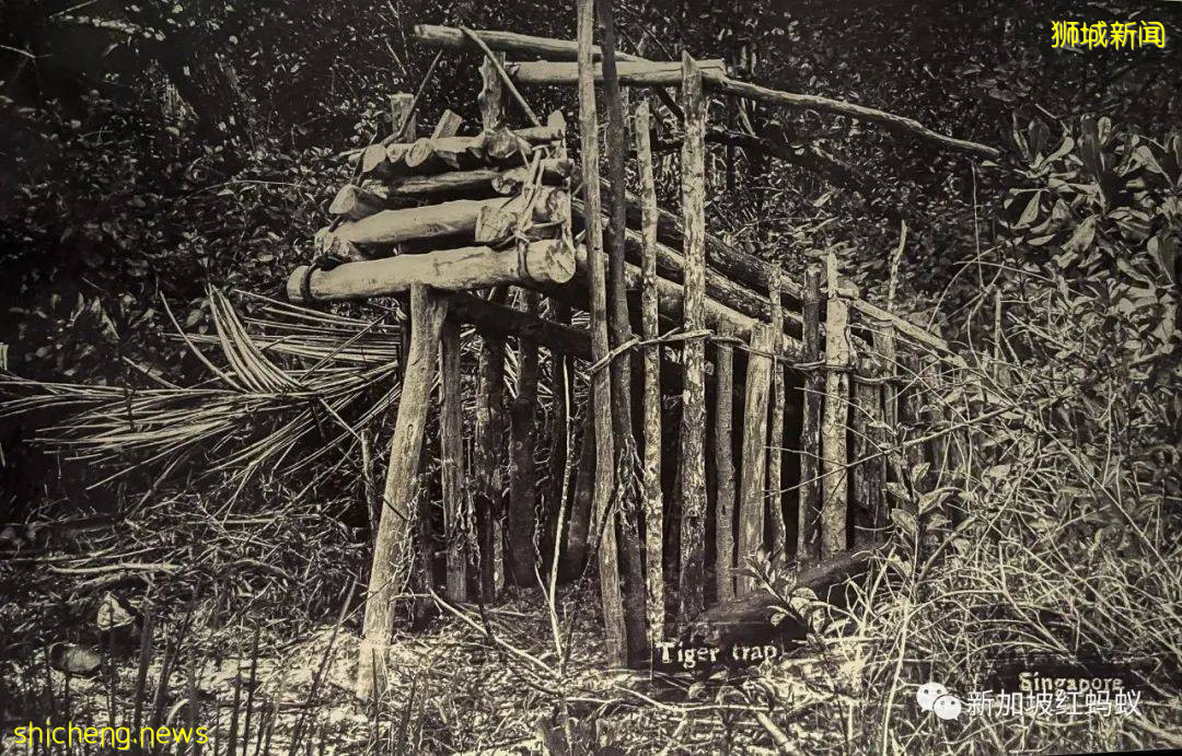 新加坡曾闹近百年虎患,一年300人被咬死 重赏打虎后终将之灭绝