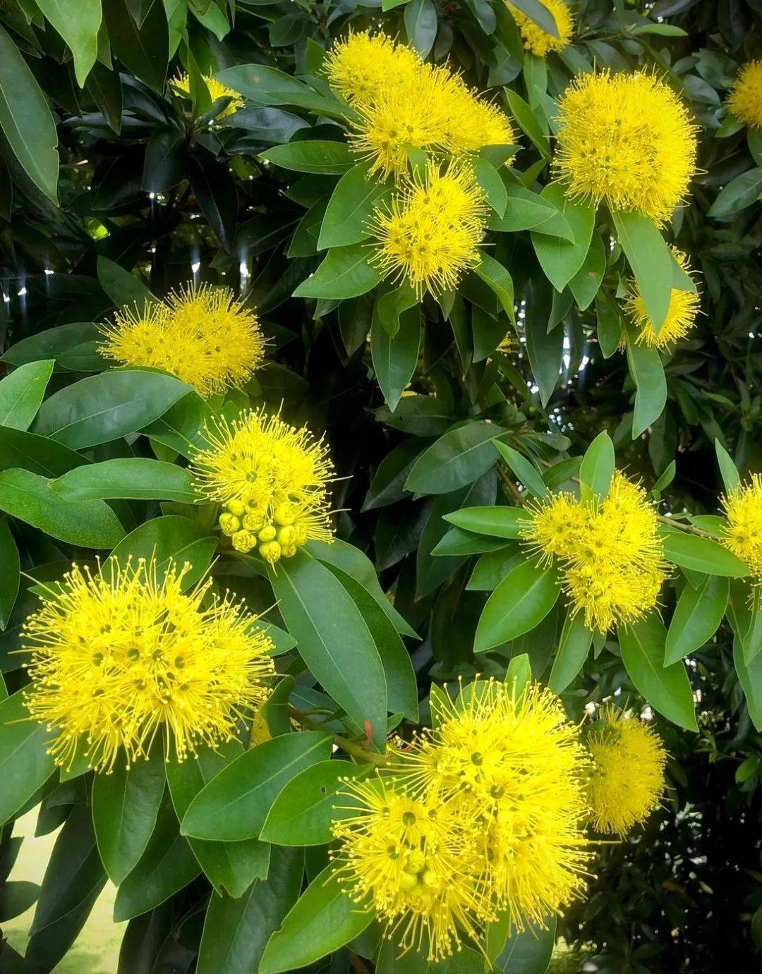 快看!新加坡到处都开花了,一大波美图刷屏