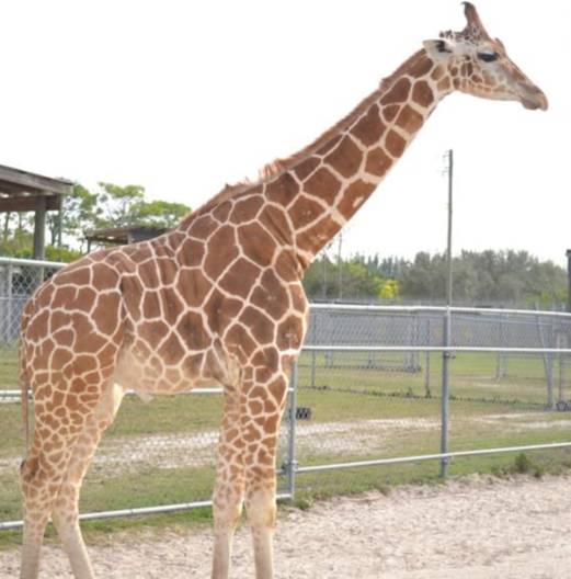 前晚,新加坡电闪雷鸣!美丽也很危险
