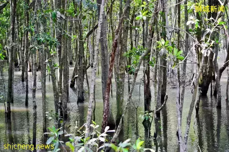 《即刻隨心所想，心想獅城》新加坡生態遊系列2