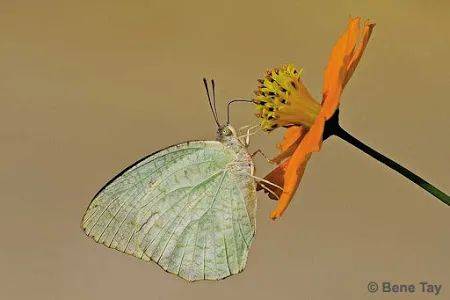 新加坡最好玩的海灘公園!趕海、騎馬、劃艇、樹籬迷宮、燒烤露營,超適合家庭出遊