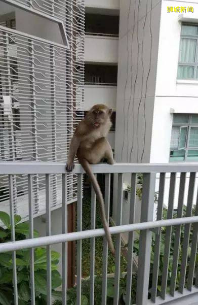 我要报警!新加坡的野猴冲进超市抢面包,惊呆路人