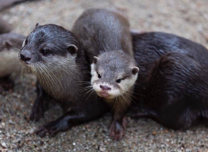 闯入公寓泳池、吃光鱼塘锦鲤!这群玩意在新加坡太嚣张了