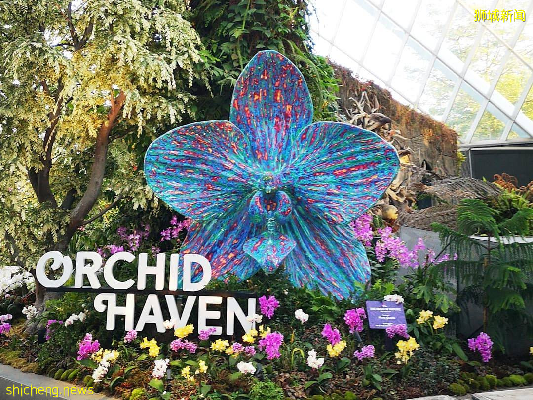 滨海湾花园云雾林“兰花仙境”💐面积扩大三倍✨常设展+不固定更新、展出超过1000朵胡姬花