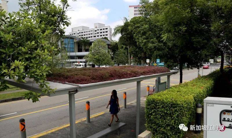 狮城最贴心的一道风景:无处不在的有盖走廊