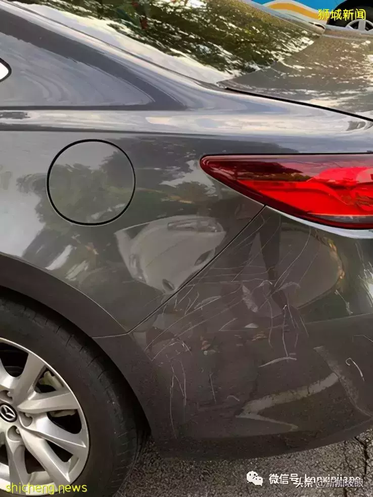 奇葩!新加坡孔雀和黑色轿车“打架”,原来是这个原因