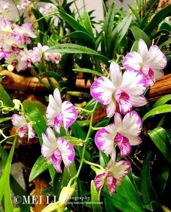 新加坡全攻略,美景、美食、交通