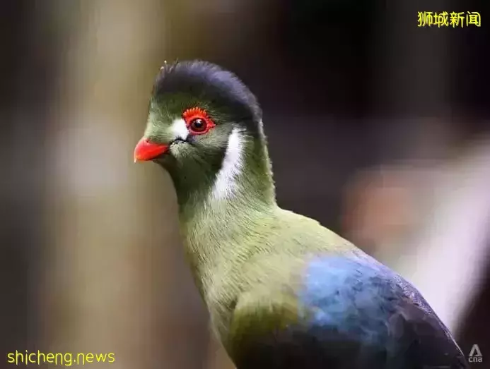 小朋友超爱！裕廊飞禽公园露营！和火烈鸟一起度过美好夜晚