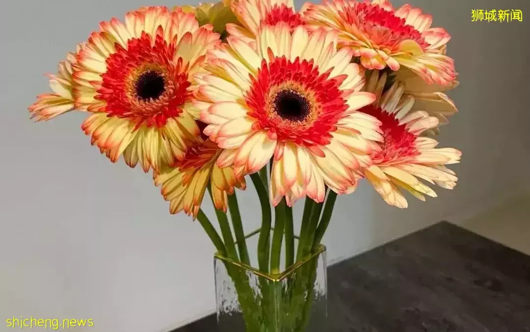鮮花在熱帶也能養1個月？資深花友新加坡買花、養護大揭秘