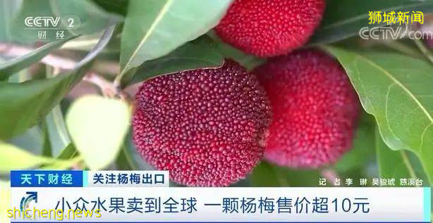 这种国内我们常吃的水果,欧洲10元一颗,狮城客商一口气买两吨