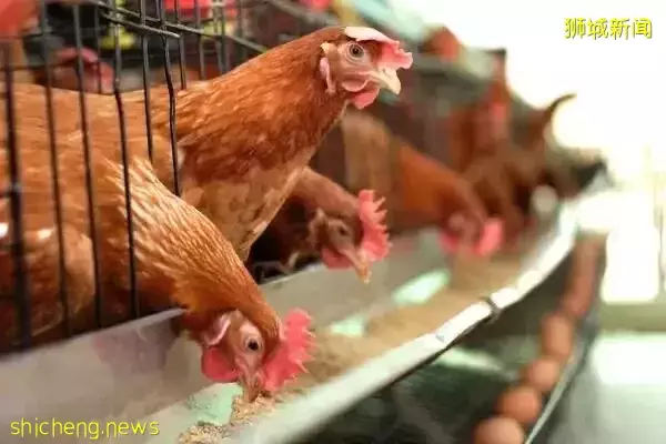 榴梿也漲價，一個68新！雞蛋、港式點心、巴刹生鮮都起價了