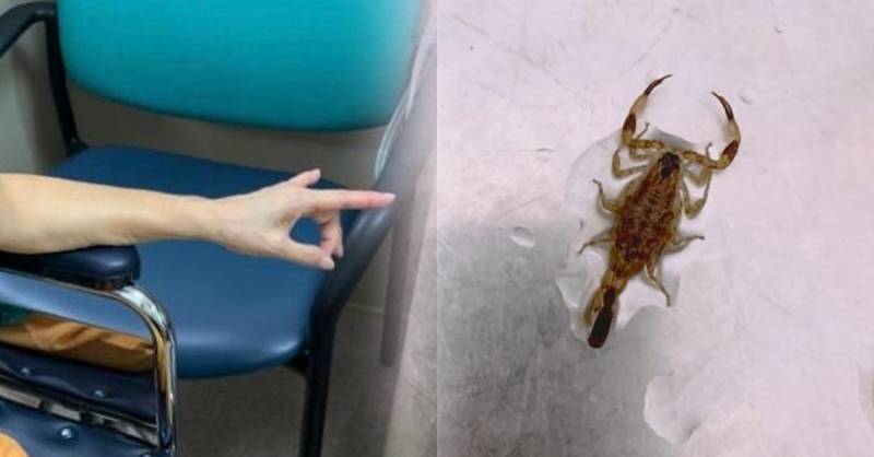 洗冷刹洗出蝎子 妇女被蜇伤手麻痹