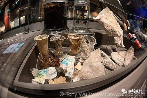 恐龍化石、抹香鯨骨架、初代巨星阿明……100W+動植物標本竟然藏在新加坡這個地方