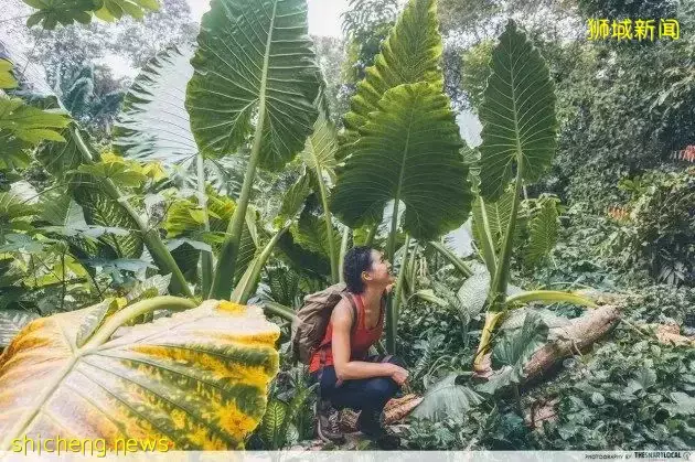 帶娃逛遍新加坡的森林和水庫，9條適合兒童徒步的路線