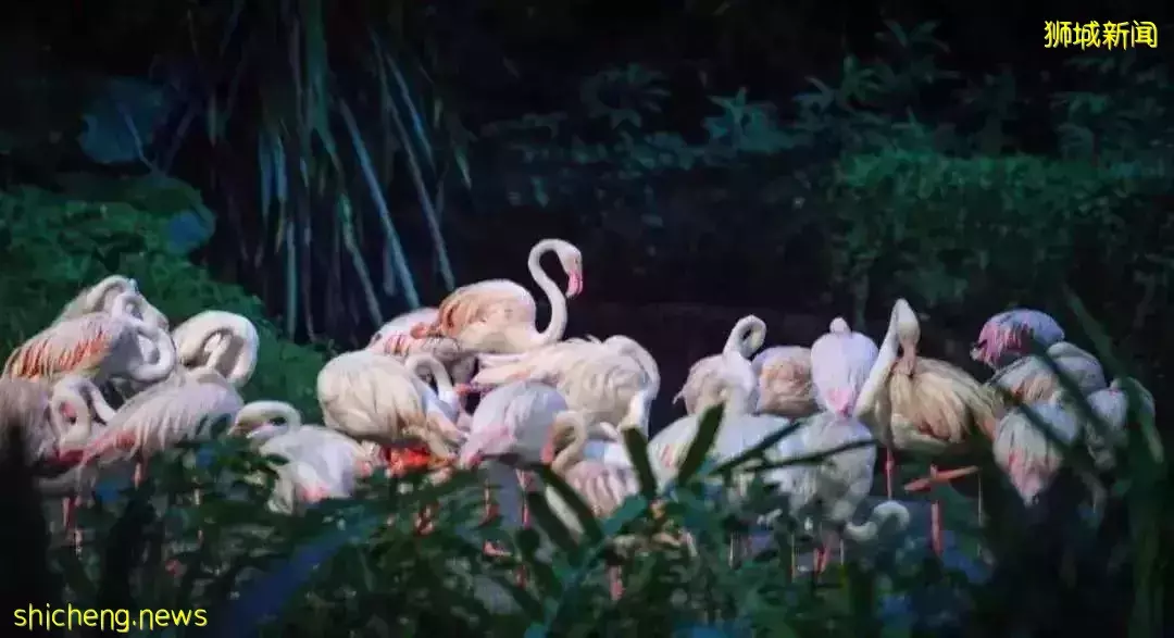 去新加坡旅遊，我保證你連機場都走不出去