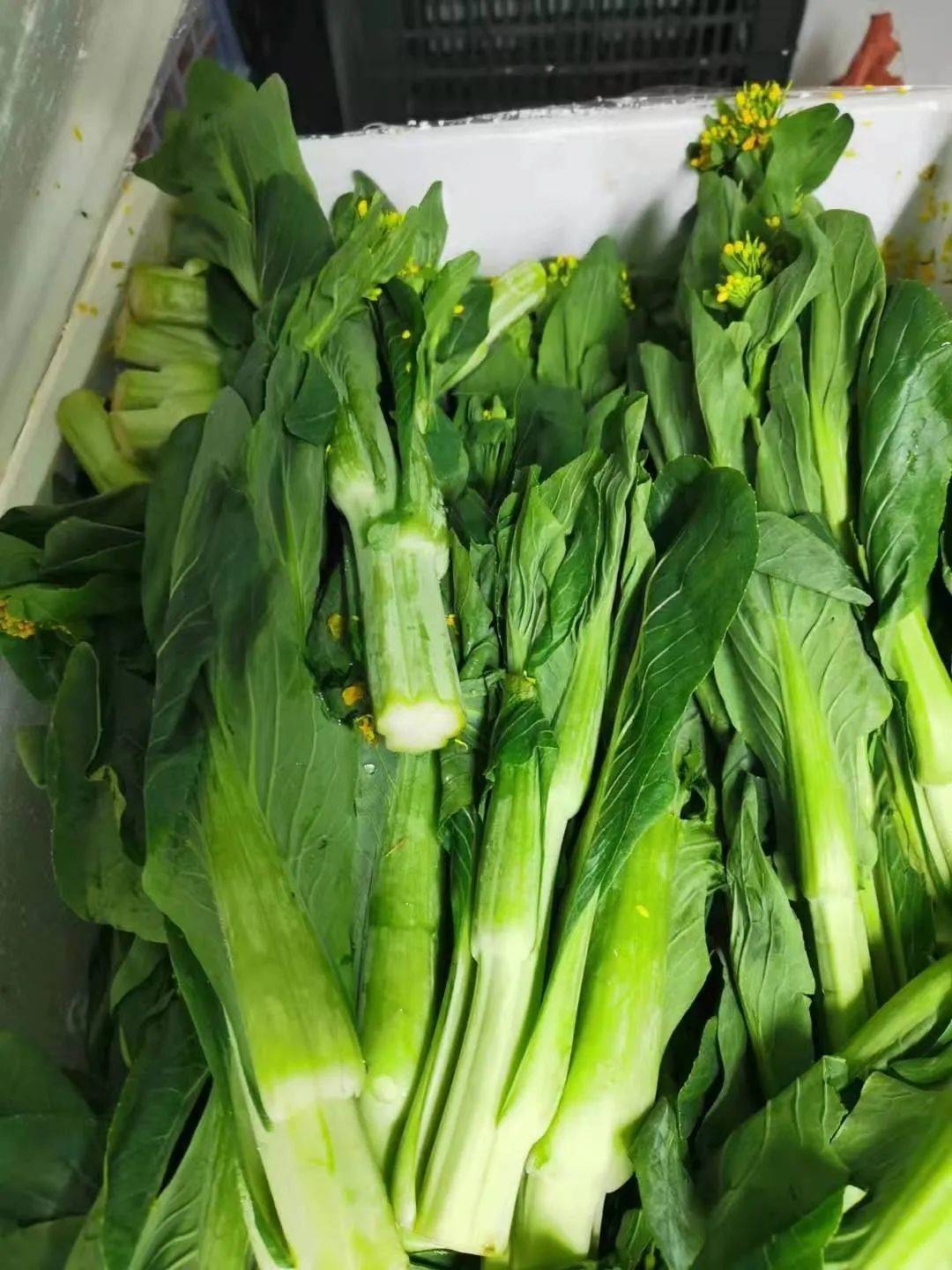 21號新貨到！！！貴妃芒，甯夏菜心，雪裏紅，新鮮百合，新鮮春筍….全國各地新鮮果蔬盡在獅城生鮮直購