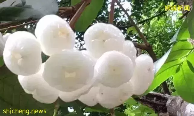 为什么同样的水果摊，你妈买的香甜可口，你买的像得罪了摊主