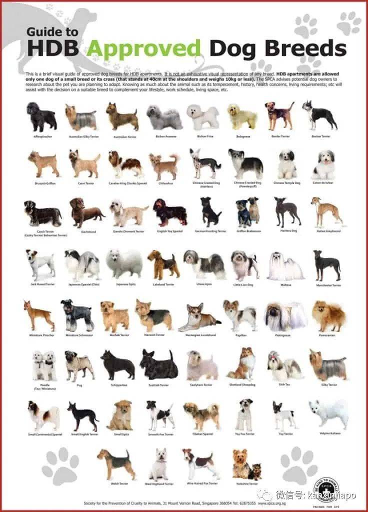 金毛被舉報組屋主人無奈棄養,還有哪些狗狗組屋不能養