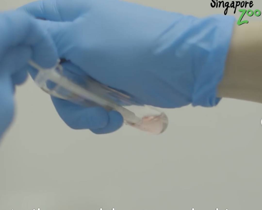 激萌！“獅子王”出生在新加坡動物園！網友：好想擁有一只