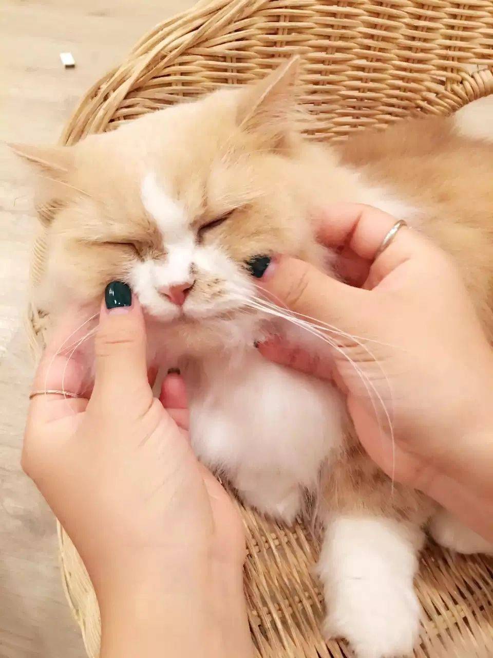 治愈系的它看一眼就愛不釋手！新加坡撸貓撸狗地圖來咯