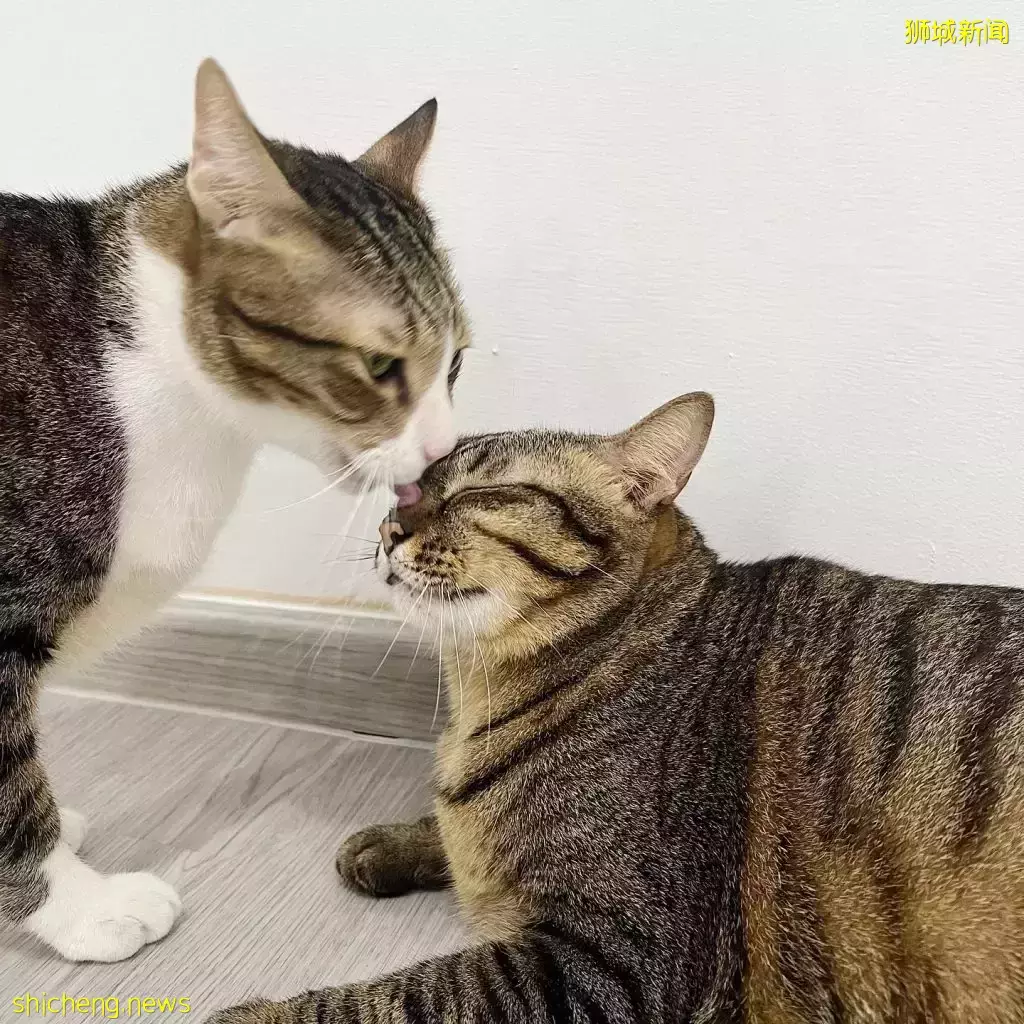 新加坡首家無籠貓咖@Cat Paradise🐈,還可以領養貓貓喔