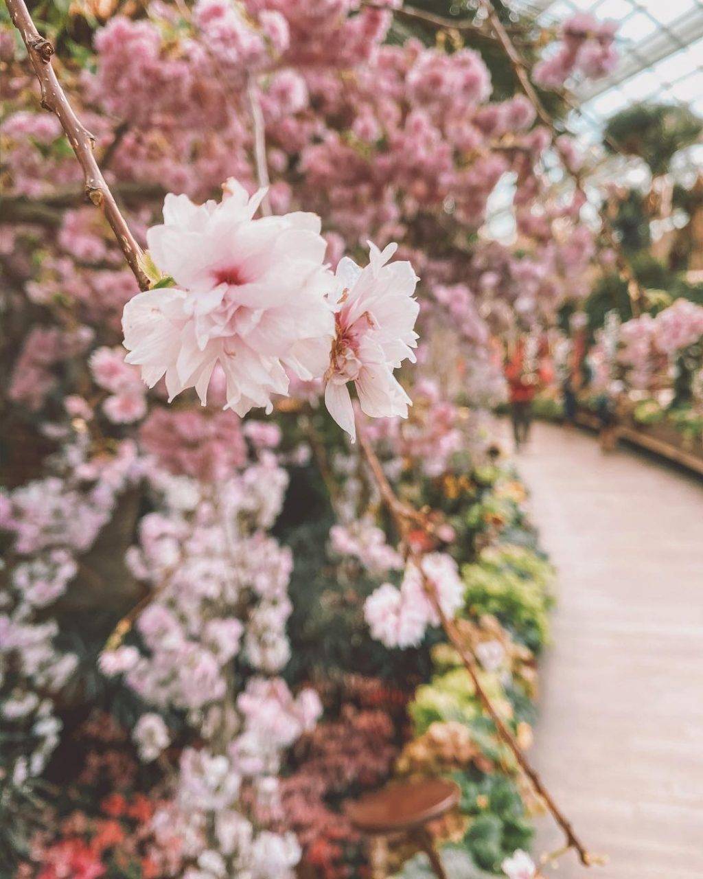 Hello Kitty首降樱花展🌸 滨海湾樱花展增添可爱元素,日本萌宝到场助阵!不能去日本就去滨海湾😎