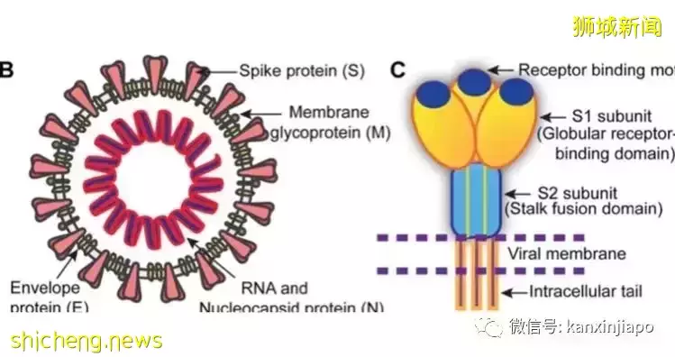 反反複複，新冠病毒生命力爲什麽如此“頑強”