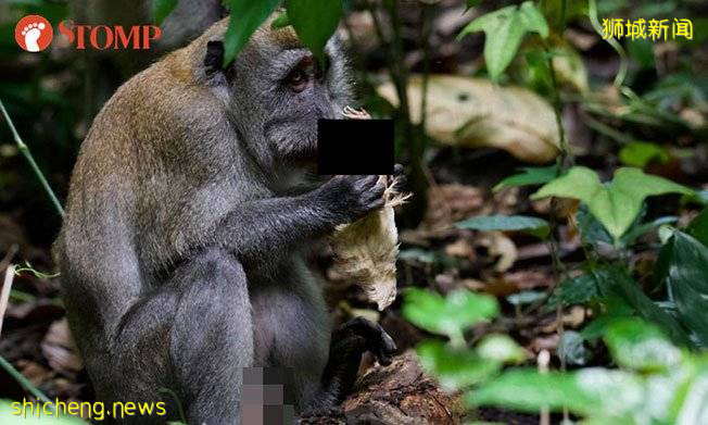 猴子吞噬野鸡 路人大吃一惊 