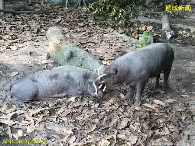 发达的新加坡，竟然随处可见小动物！新加坡冷知识（精选集）