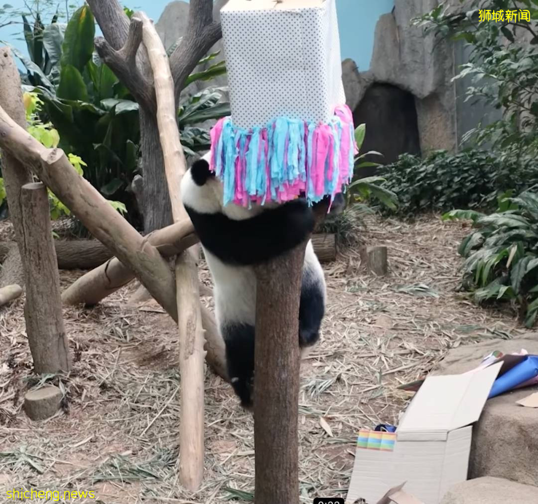 新加坡的熊猫宝宝满月照来了!毛茸茸终于“有熊样”