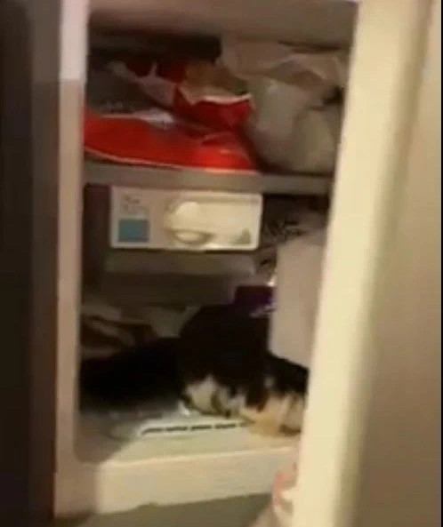 剪须扯头塞冰箱 男子被指虐猫当局调查