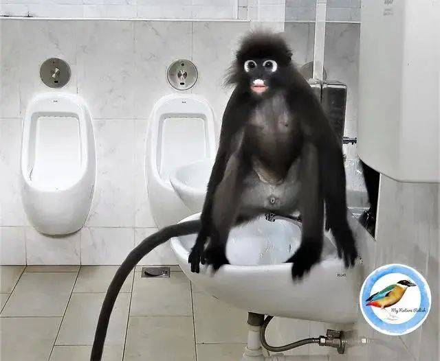 老司機都知道，新加坡廁所會發生這種事