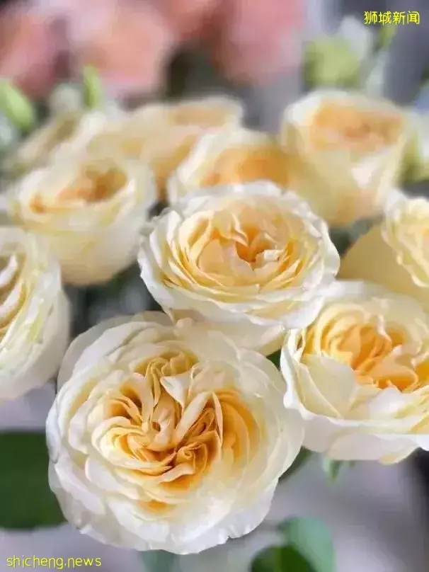 鮮花在熱帶也能養1個月？資深花友新加坡買花、養護大揭秘