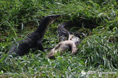 兩條巨蜥在新加坡公園猛鬥，只爲了爭取吃掉同伴