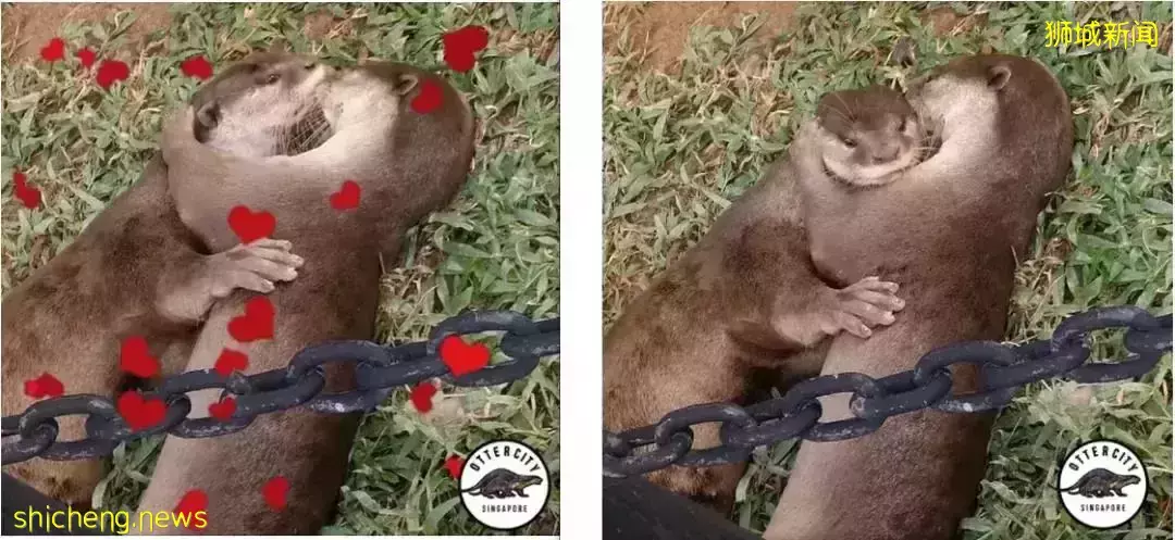 在新加坡，你見過熱戀中的水獺嗎