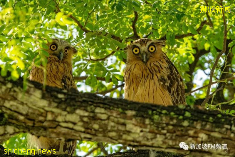 超可愛~ 有人在義順拍到珍稀貓頭鷹啦!
