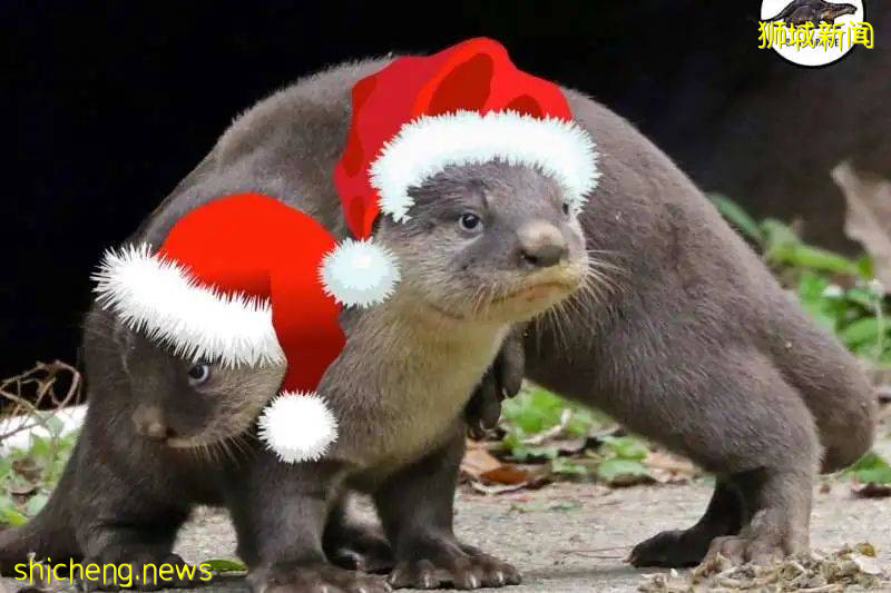 國大校園驚現水獺家族！背後竟有一段浪漫愛情故事