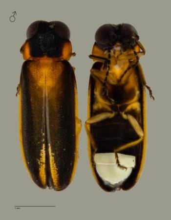 獅城相隔112年 義順沼澤森林 發現新品種螢火蟲