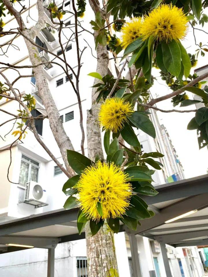 快看!新加坡到处都开花了,一大波美图刷屏