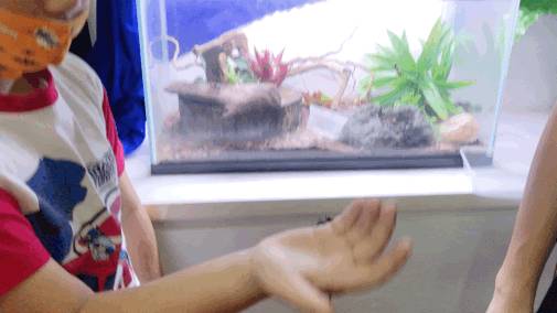 亞洲第一的螞蟻博物館居然在新加坡