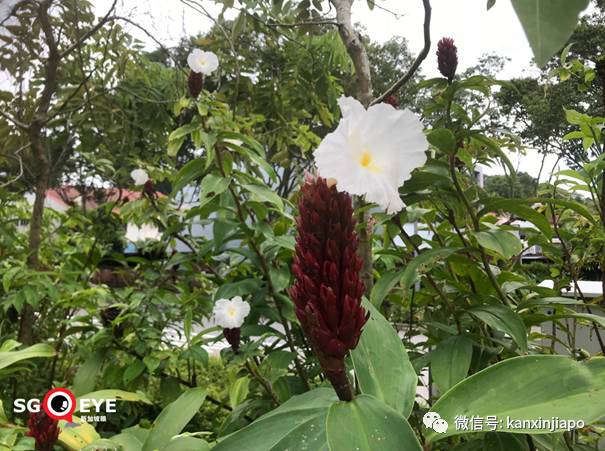 昨天小長假人山人海，武吉知馬老鐵路成新景點！前生今世大揭秘